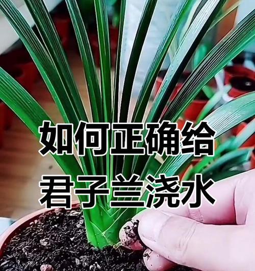 如何正确浇水君之兰？（掌握浇水技巧，让君之兰健康茁壮成长）