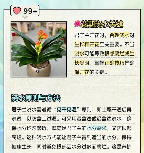 如何正确浇水君之兰？（掌握浇水技巧，让君之兰健康茁壮成长）