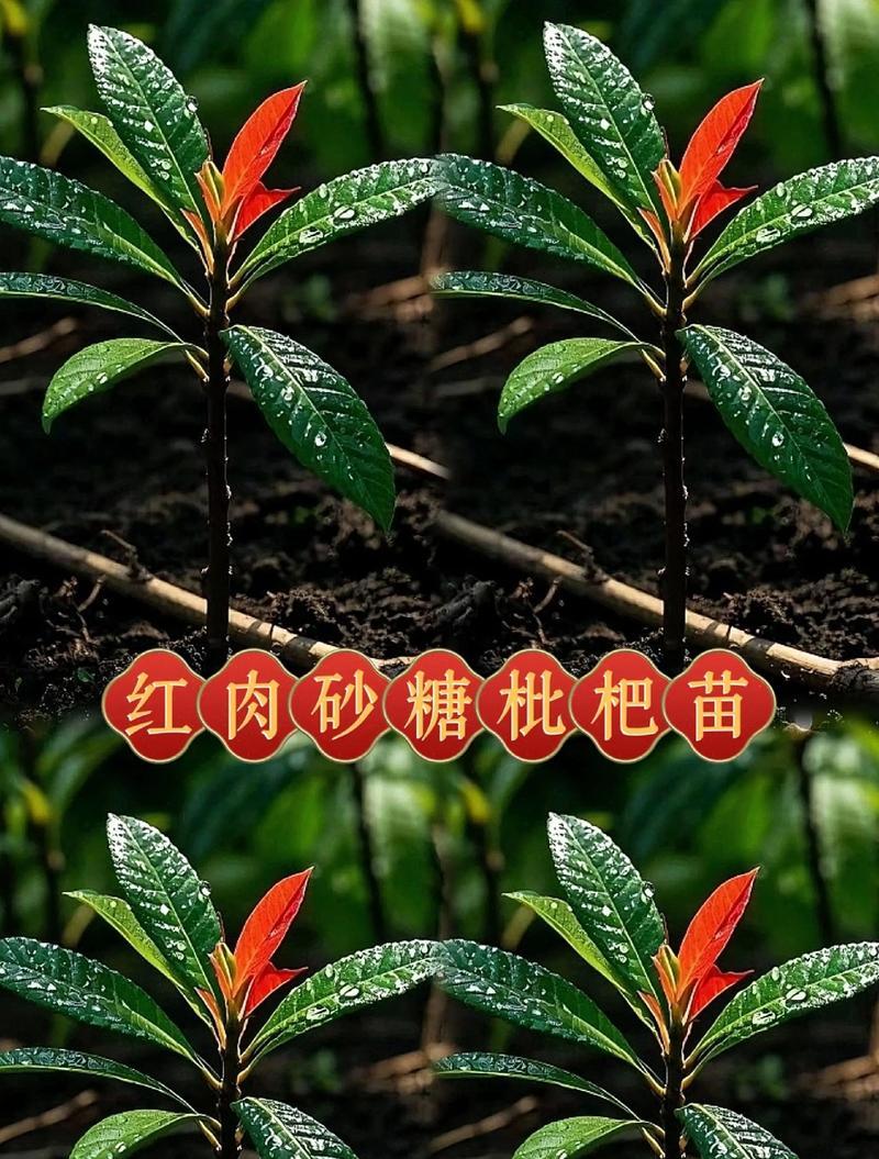 在家种杏黄果树的方法（让你的家园充满阳光和果香）