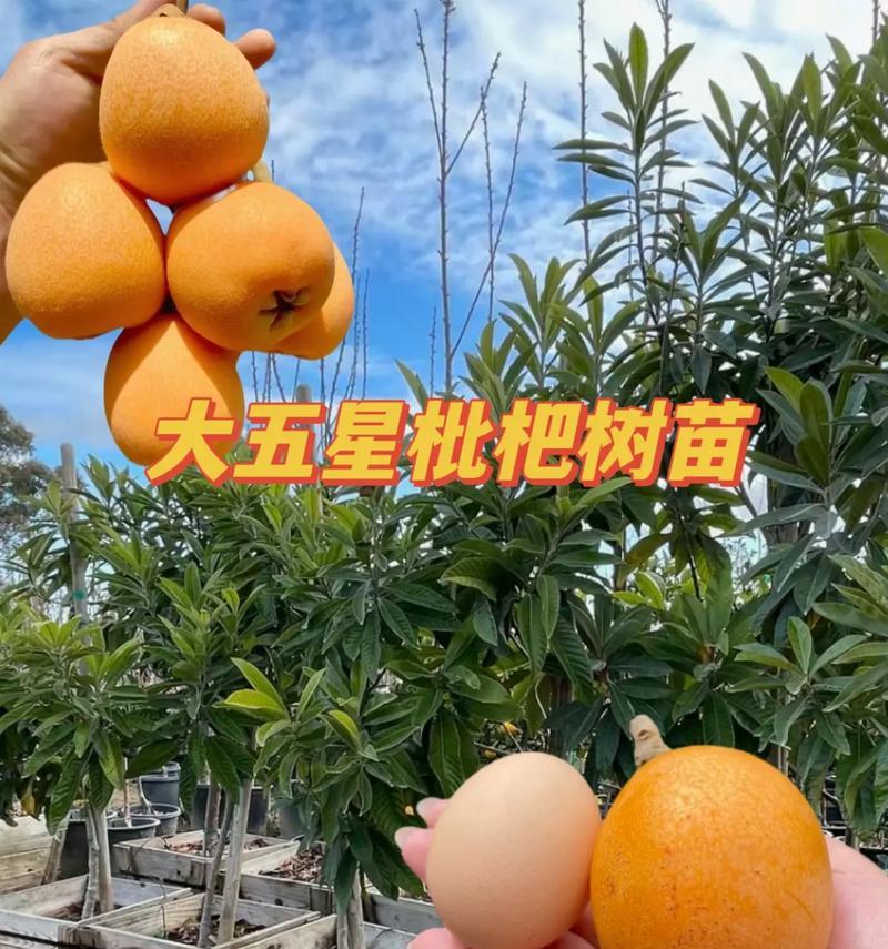 在家种杏黄果树的方法（让你的家园充满阳光和果香）