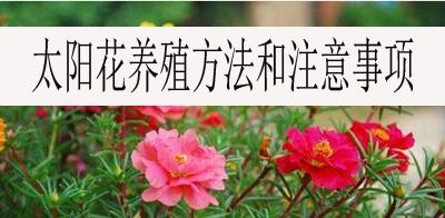 毛地黄的养殖方法与注意事项（做好毛地黄的养殖，走向高产）