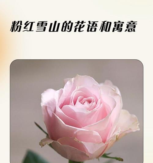 迷迭香叶子卷曲的原因及解决方法（从环境、病虫害和养护等方面分析，轻松解决迷迭香叶子卷曲难题）