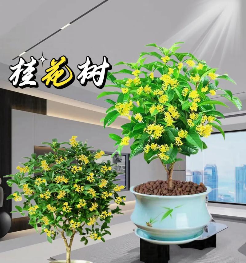 插枝让你的家变得香甜-如何让桂花树插枝活下来