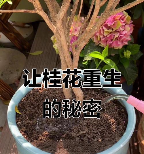插枝让你的家变得香甜-如何让桂花树插枝活下来