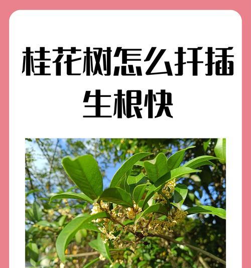 插枝让你的家变得香甜-如何让桂花树插枝活下来