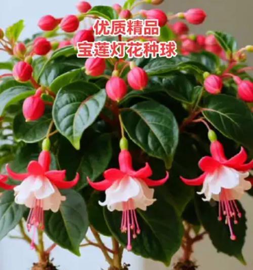 宝莲灯的土壤选择（让你的宝莲灯长得更好）