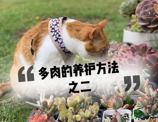 多肉浇水的正确方法（多肉多久浇一次水比较好，怎么浇水才不伤害植物？）