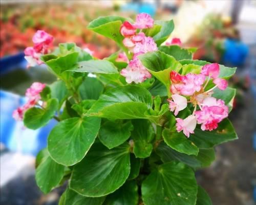夏日盛放，缤纷芳菲——介绍夏季开花植物