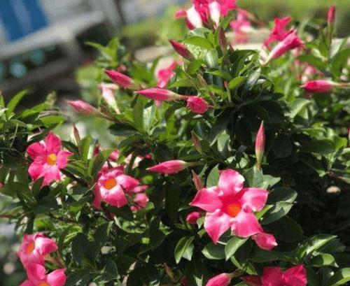 夏日盛放，缤纷芳菲——介绍夏季开花植物