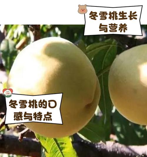 春雪桃的成熟时间及收获技巧（春雪桃的特点、栽培技巧和采摘时间）