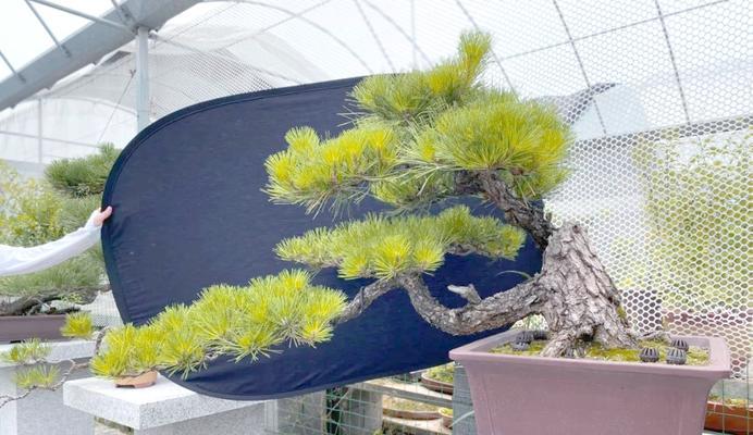 家里养五针松吉利，你必须知道的15个细节（了解五针松吉利的生长环境与养护要点）