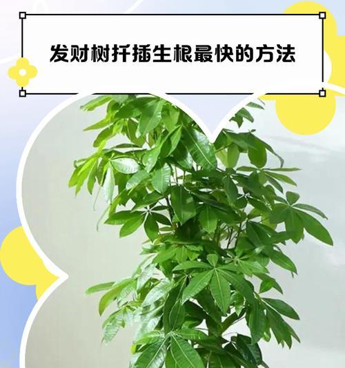 发财树繁殖技巧大揭秘（掌握这些技巧，让你的发财树不再单身！）