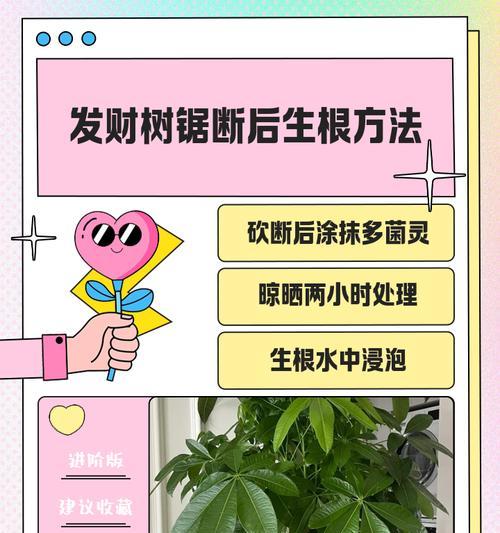 发财树繁殖技巧大揭秘（掌握这些技巧，让你的发财树不再单身！）