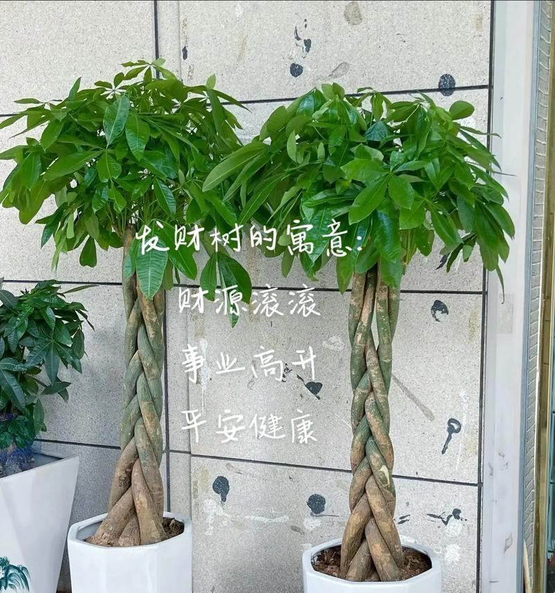 发财树繁殖技巧大揭秘（掌握这些技巧，让你的发财树不再单身！）