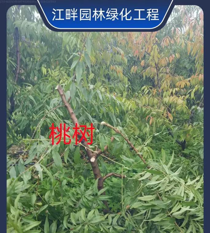 如何选择最佳移栽时间——关于桃树（桃树移栽的最佳时机、注意事项和步骤）