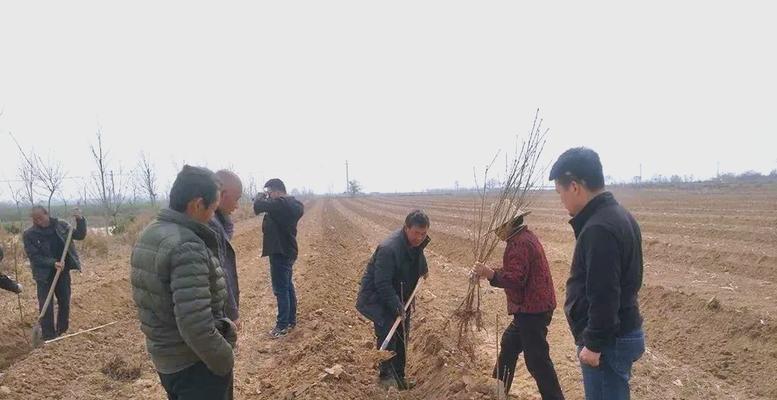 如何选择最佳移栽时间——关于桃树（桃树移栽的最佳时机、注意事项和步骤）