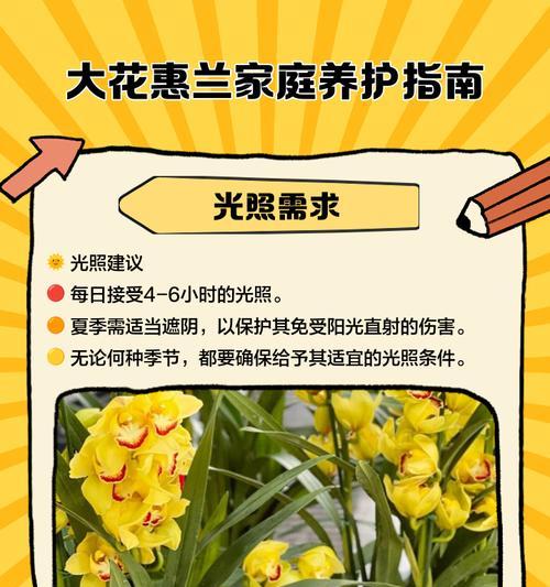 大头兰的开花时间和花期（探究大头兰美丽的花朵和开花周期）