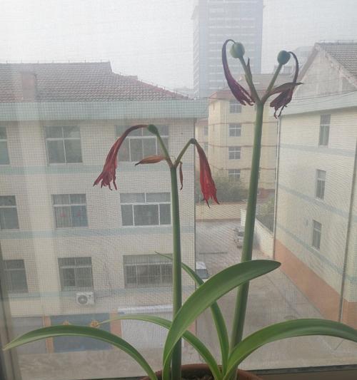 大头兰的开花时间和花期（探究大头兰美丽的花朵和开花周期）