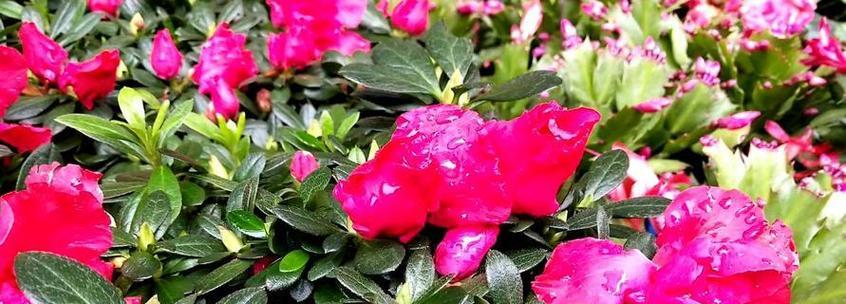 杜鹃花移栽时间最佳：如何选定合适的时间移栽杜鹃花