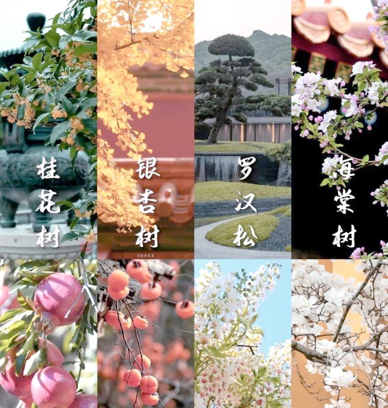 八宝树的剪枝修剪与造型方法（打造精美八宝树，从剪枝修剪开始）