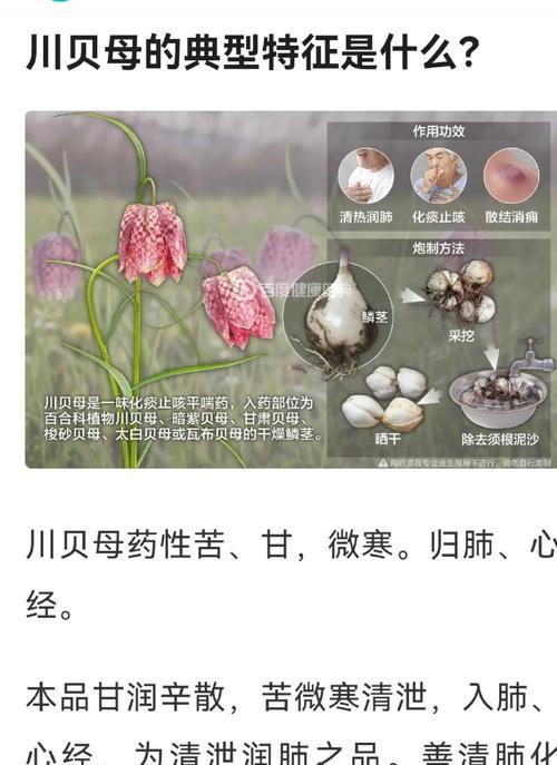 川贝的种植条件及生长环境要求（了解川贝的适宜生长环境，提高种植效率）