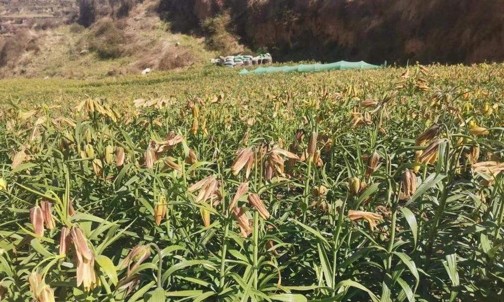 川贝的种植条件及生长环境要求（了解川贝的适宜生长环境，提高种植效率）