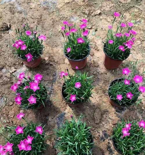 探秘公园绿化花卉品种（品种繁多垂涎三尺花海飘香）