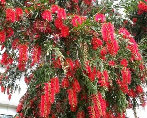 探秘公园绿化花卉品种（品种繁多垂涎三尺花海飘香）