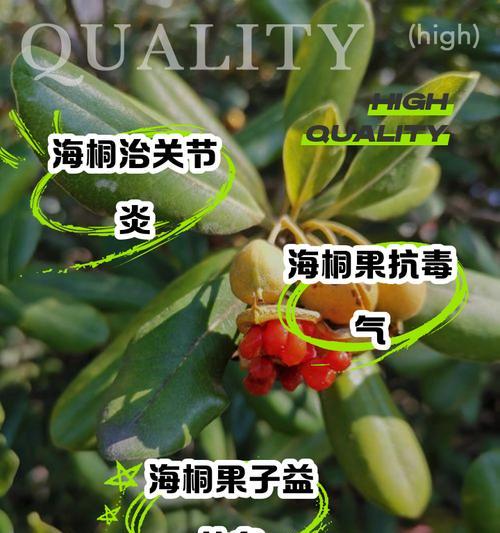 海桐的植物分类与特征（探究海桐的植物学身份，了解它的生长环境和特征）