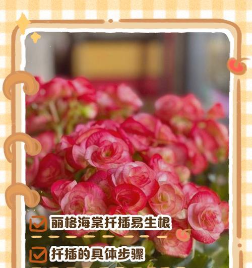海棠扦插的方法与技巧（从选材到养护，一篇全面的海棠扦插指南）