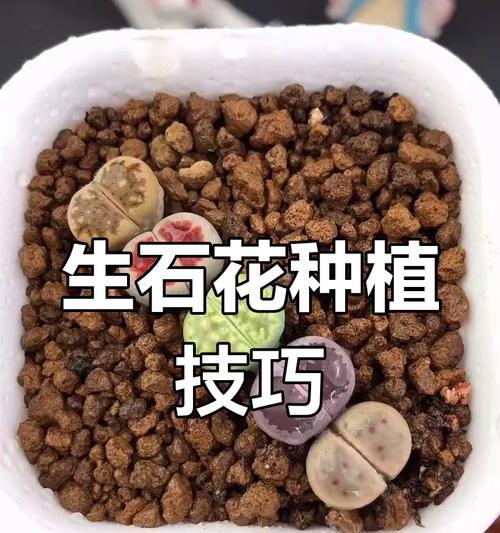 如何快速养护生石花（让你的生石花健康成长）
