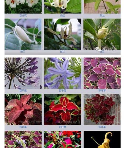 风信子花谢后的养护方法（如何处理风信子花谢后，让它继续美丽）