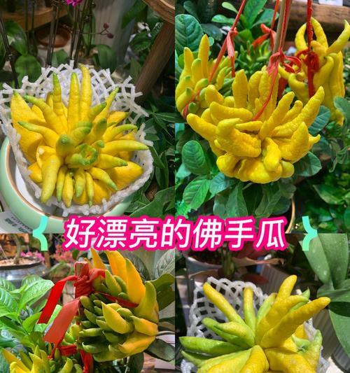 佛手瓜的种植与收获（了解佛手瓜的生长过程，享受丰收的喜悦）