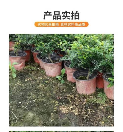 清香木的生长习性特点与生长环境条件（挑战多变的环境，坚韧成长的清香木）