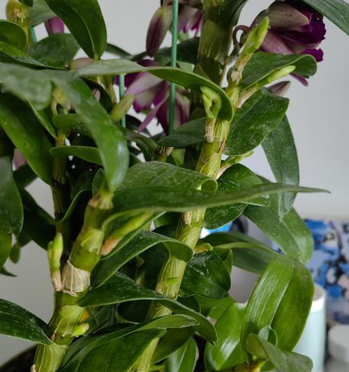 石斛的开花时间及特点（探秘石斛花开之谜，了解石斛花的生长特征和养护方法）