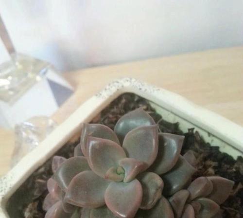 浅盆与深盆，选择姬胧月的最佳搭配（探讨姬胧月种植容器的深浅选择，为你提供更好的养护方法）