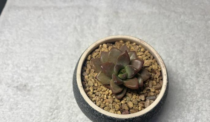 浅盆与深盆，选择姬胧月的最佳搭配（探讨姬胧月种植容器的深浅选择，为你提供更好的养护方法）