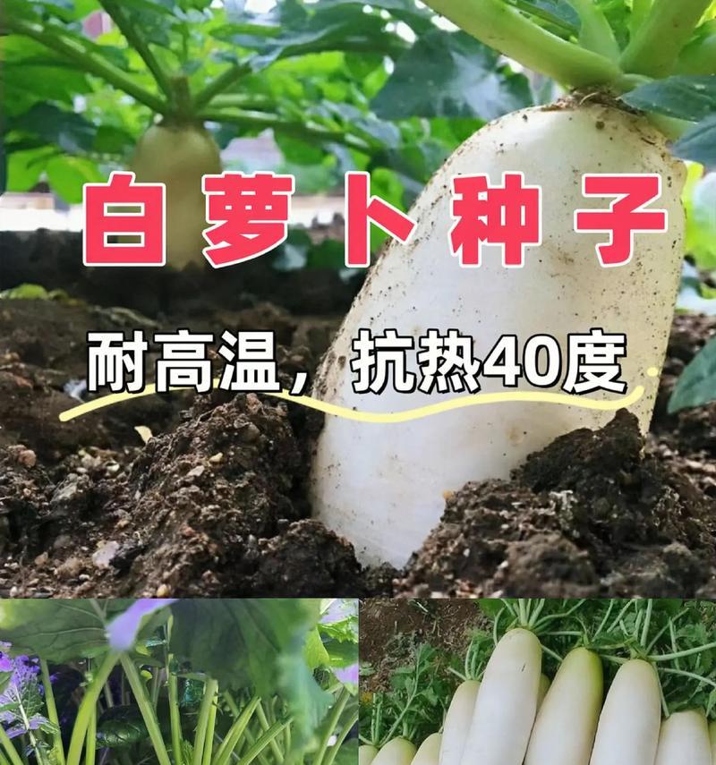 白萝卜亩产量到底能有多少？（亩产量多少斤？白萝卜产量的影响因素有哪些？）