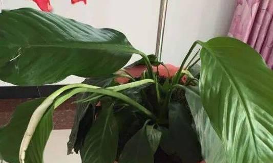 白掌怕冷吗？探讨这个常见观点