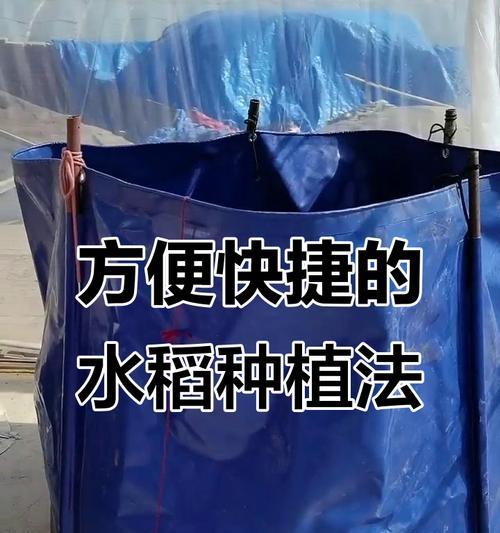 稻谷种子的来源与培育（了解稻谷种子的生长过程与利用方法）