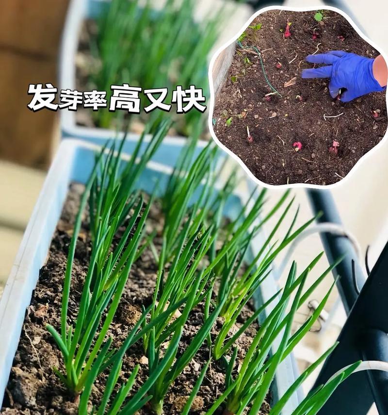 大葱种子的最佳种植时间（如何选择合适的季节和气候）
