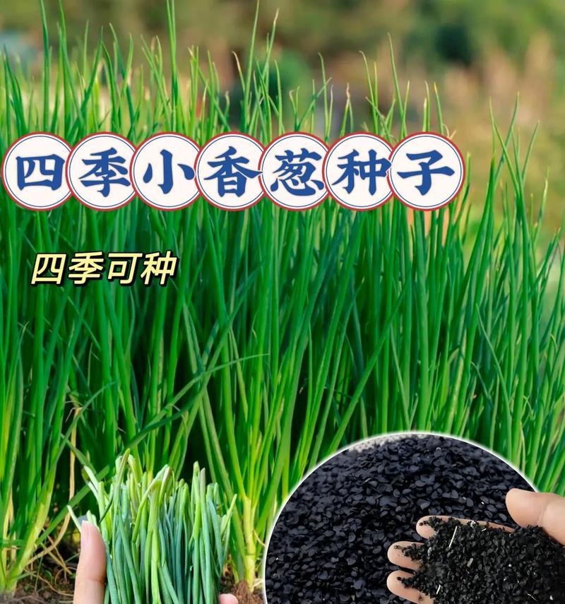 大葱种子的最佳种植时间（如何选择合适的季节和气候）