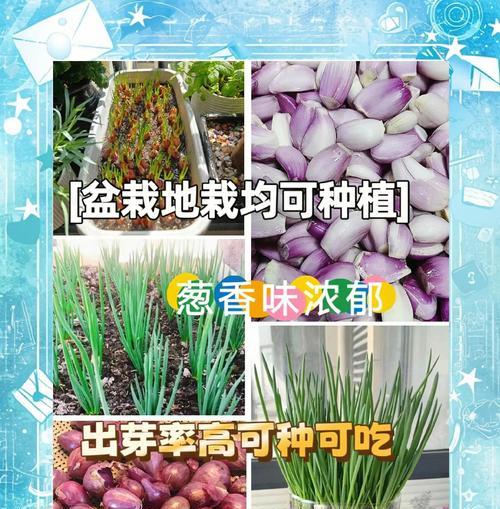 大葱种子的最佳种植时间（如何选择合适的季节和气候）