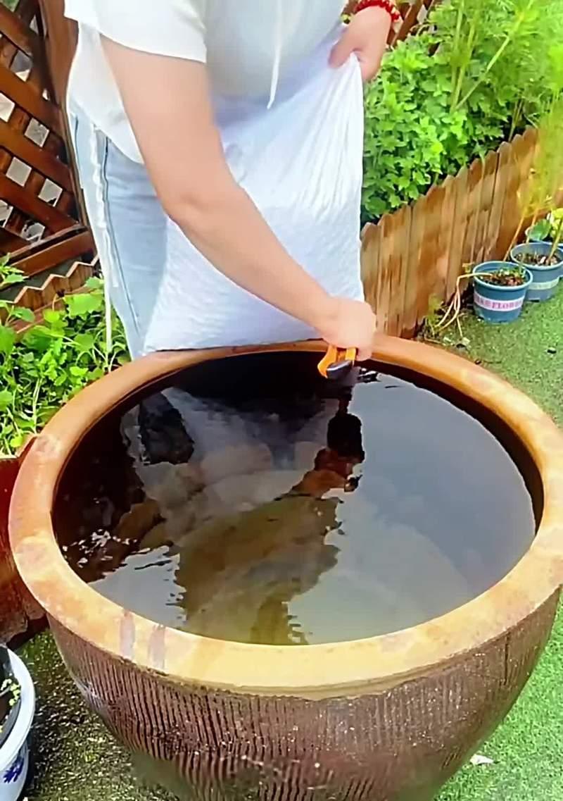 碗莲水里长虫子怎么办？（教你如何有效清除水中的寄生虫）