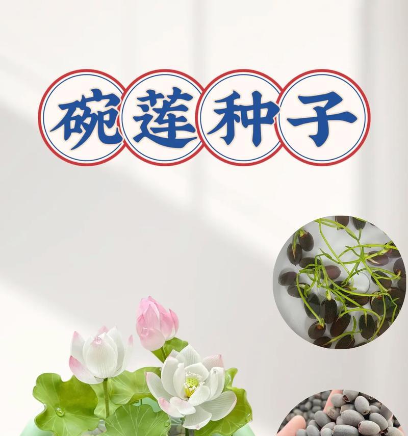 碗莲水里长虫子怎么办？（教你如何有效清除水中的寄生虫）