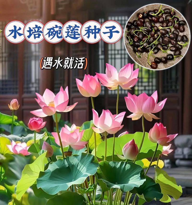 碗莲水里长虫子怎么办？（教你如何有效清除水中的寄生虫）