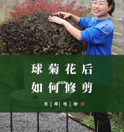 球菊的生长周期（球菊花期长短以及影响因素）