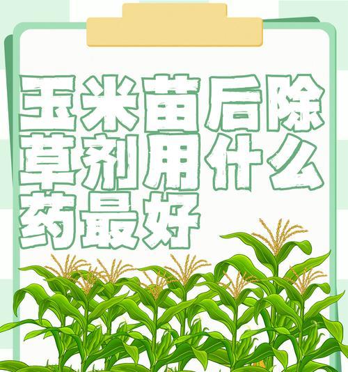 玉米的生命周期及栽培方法（一年生玉米的种植、收获和利用）