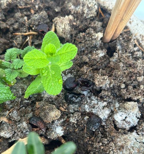用咖啡渣来种植花卉的技巧与方法（环保又省钱，不必花大笔资金打造花园）