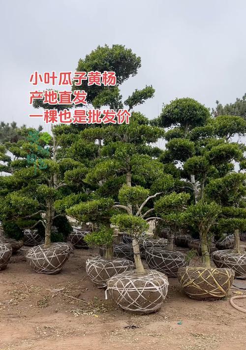 小叶黄杨，一种珍贵的木本植物（探究小叶黄杨的生态与用途）